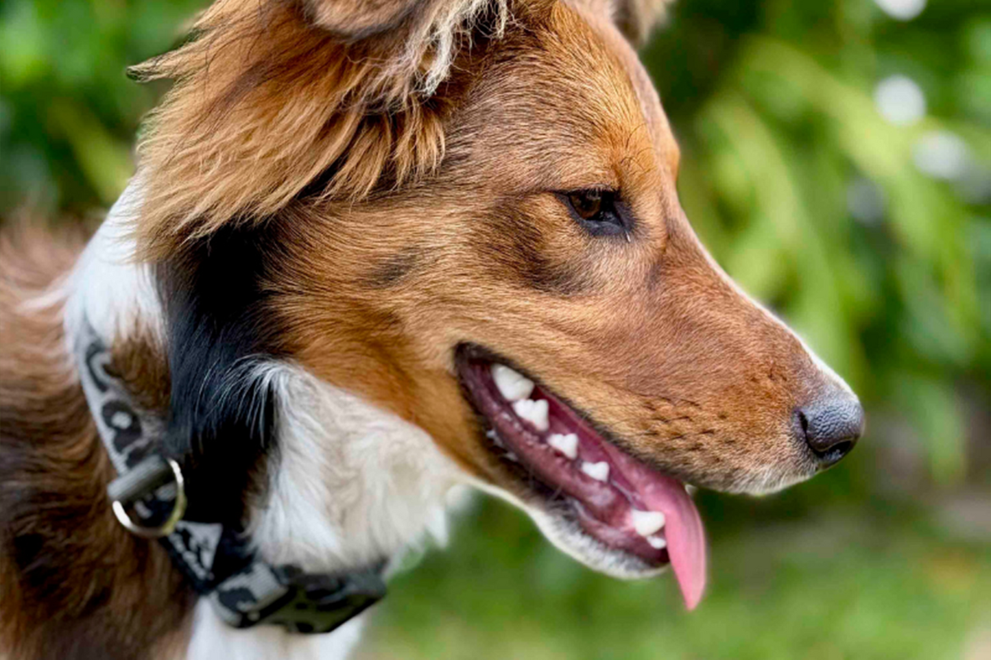 Trail Buddy Dog Collar